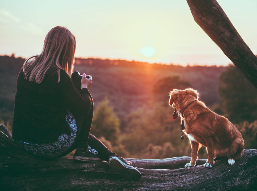 Un chien en promenade au coucher du soleil