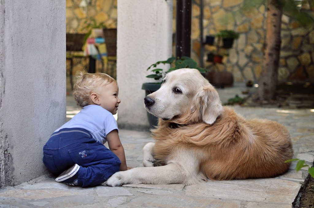 Un golden retriever surveillant un bébé