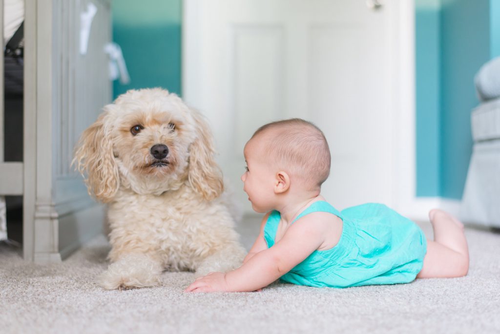 Un chien et un bébé sur le sol