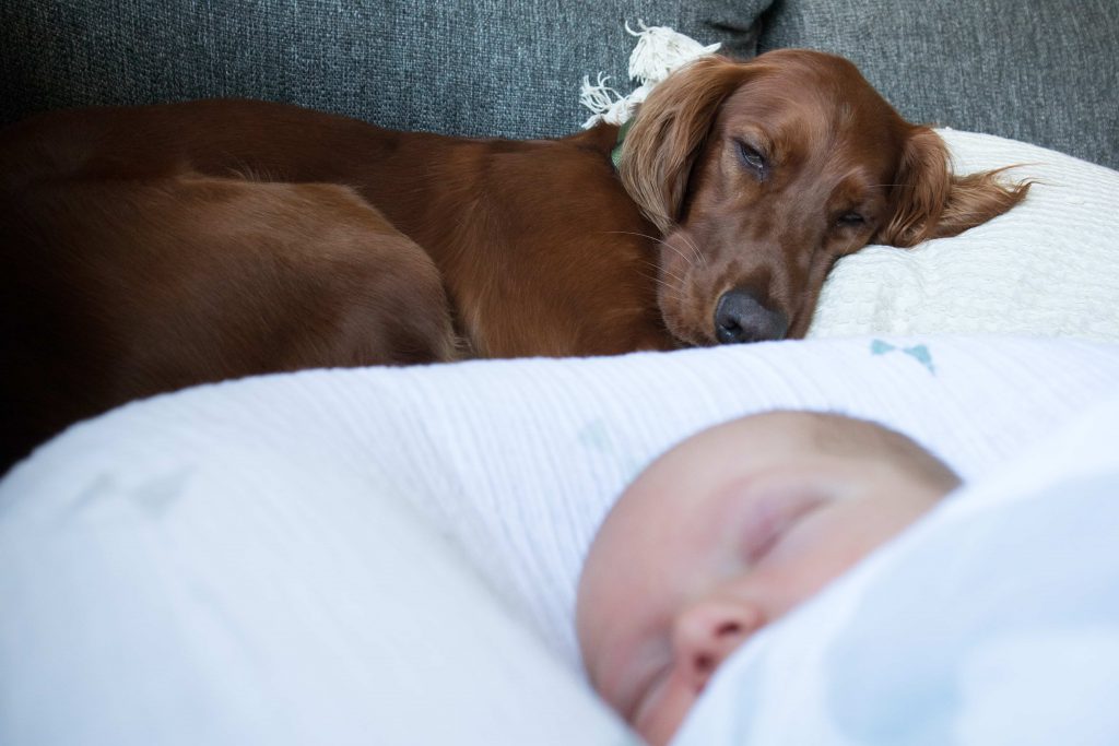 Un cocker dormant avec un bébé