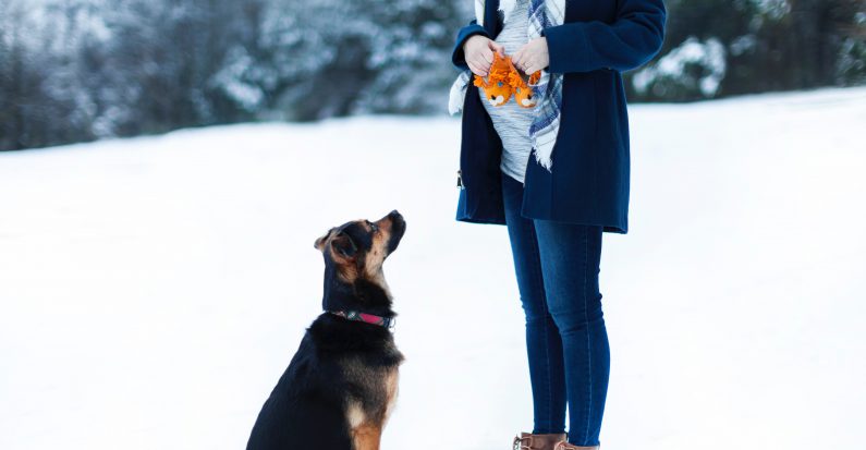 Un chien devant une femme enceinte